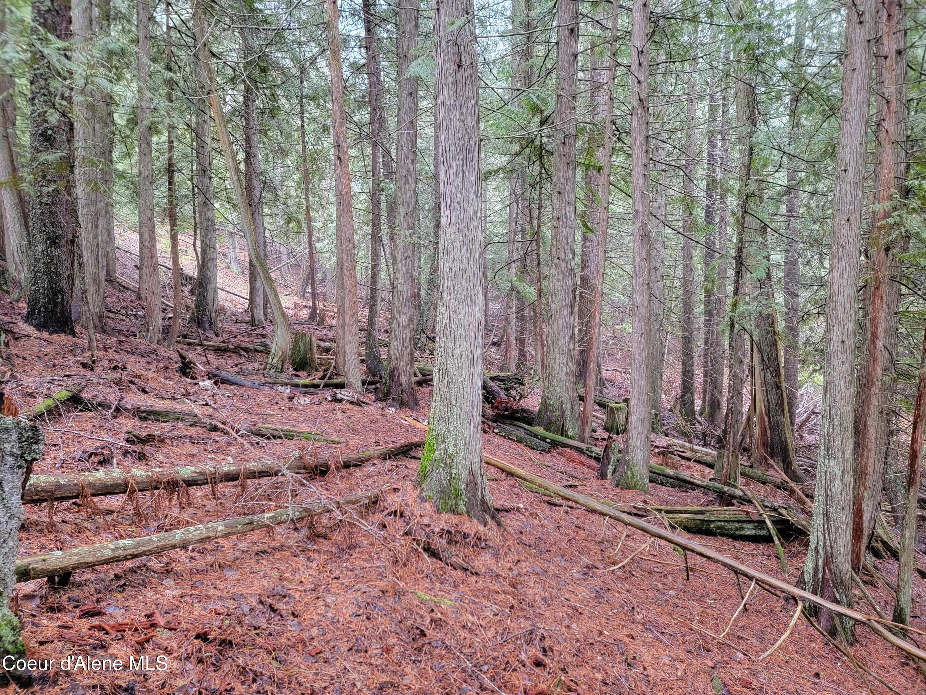 Terry Trail Priest River, ID 83856 - Photo 5 of 11 5