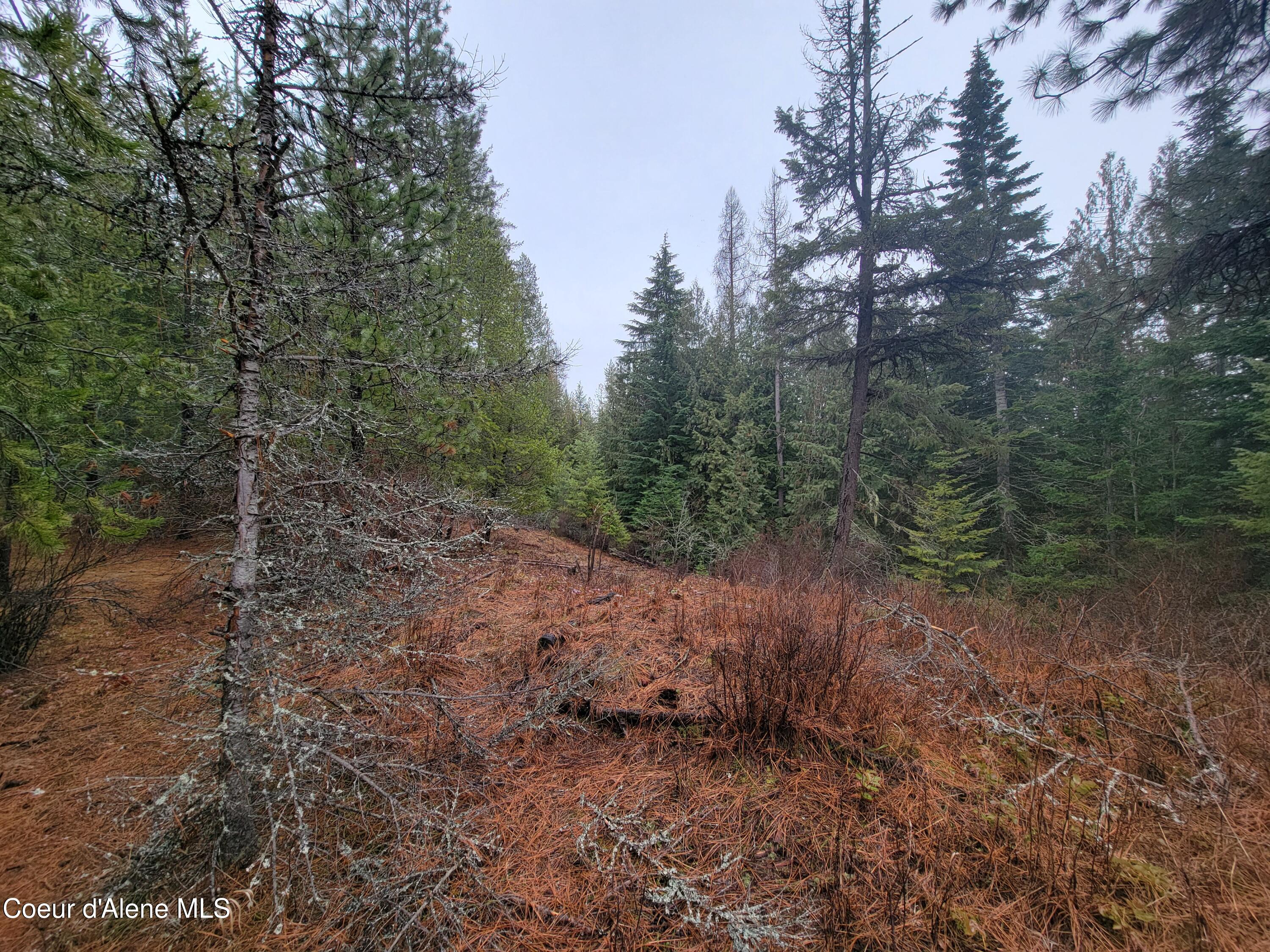 Terry Trail Priest River, ID 83856 - Photo 7 of 11 7