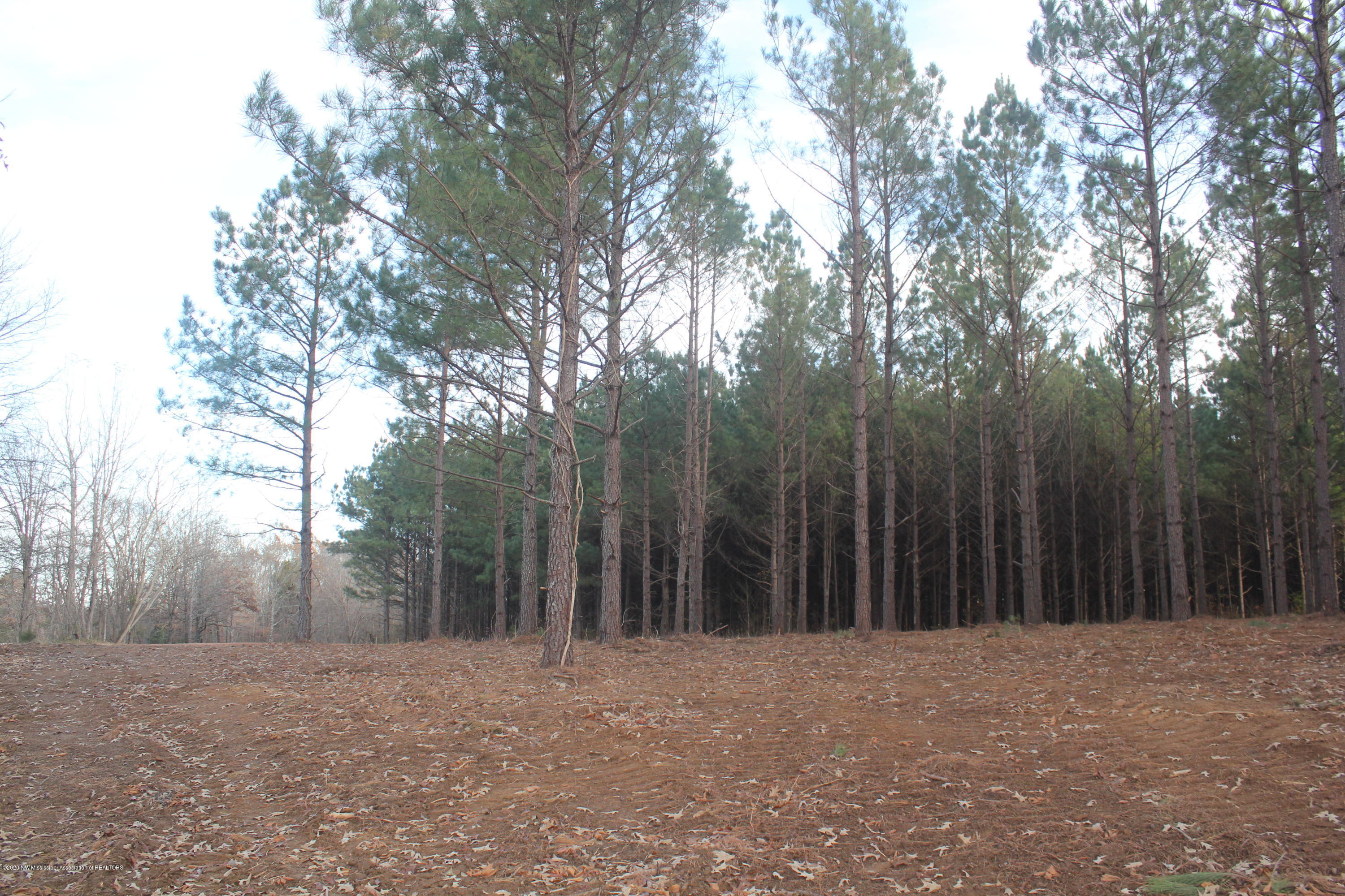 251 Hogan Road Lamar, MS 38642 - Photo 13 of 32 IMG_5331