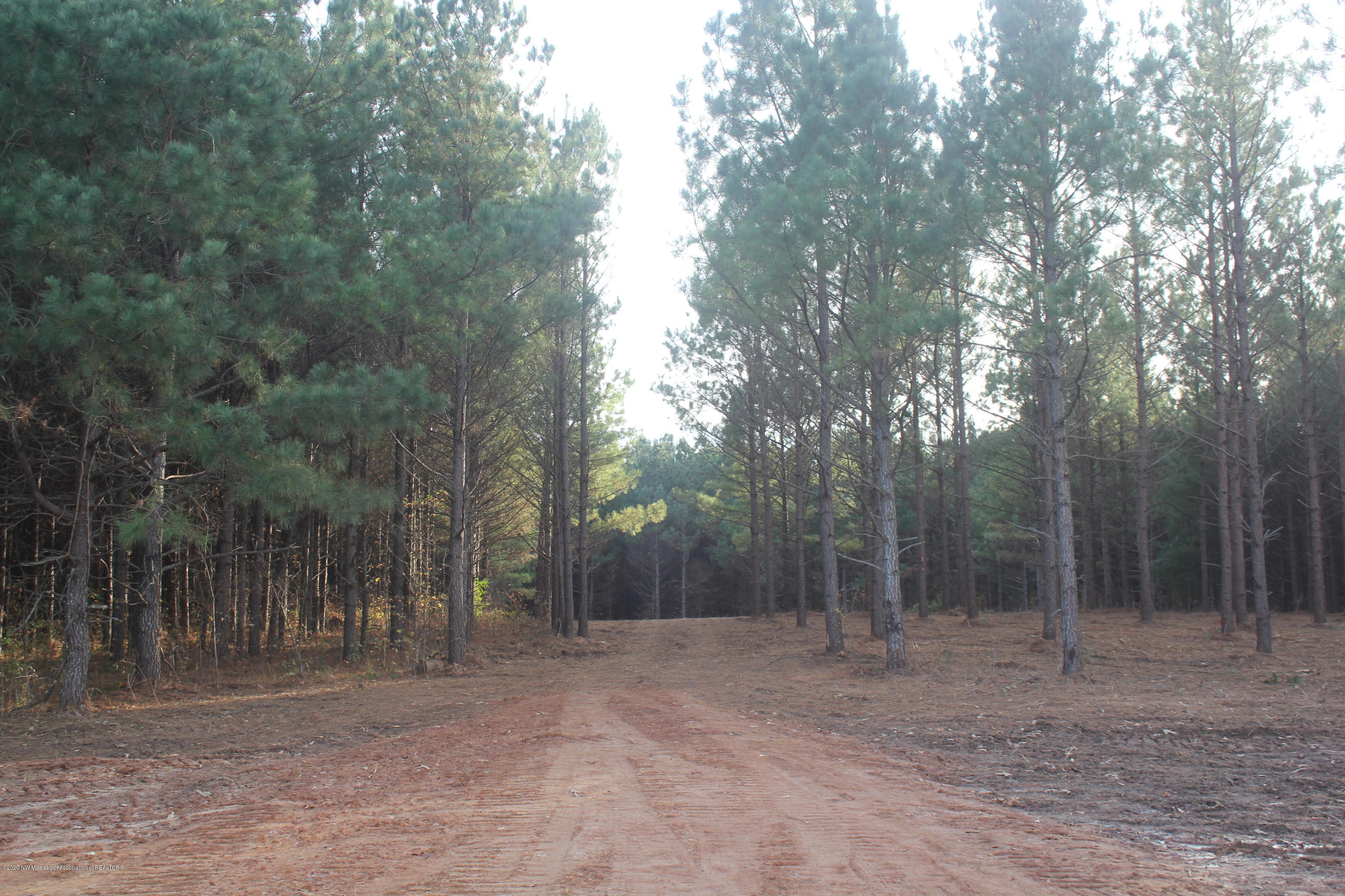 251 Hogan Road Lamar, MS 38642 - Photo 7 of 32 IMG_5325