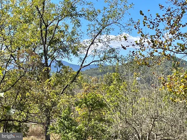 a view of a tree