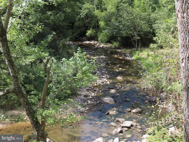 a view of a forest with a tree