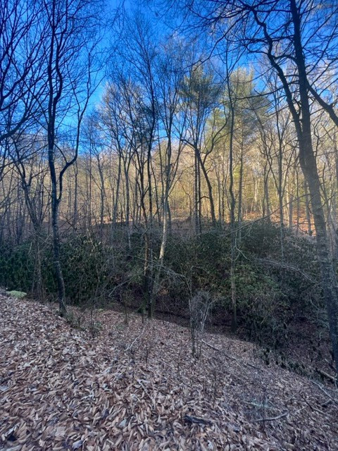0 Poison Branch Road Robbinsville, NC 28771 - Photo 5 of 11 Gallery Image 5