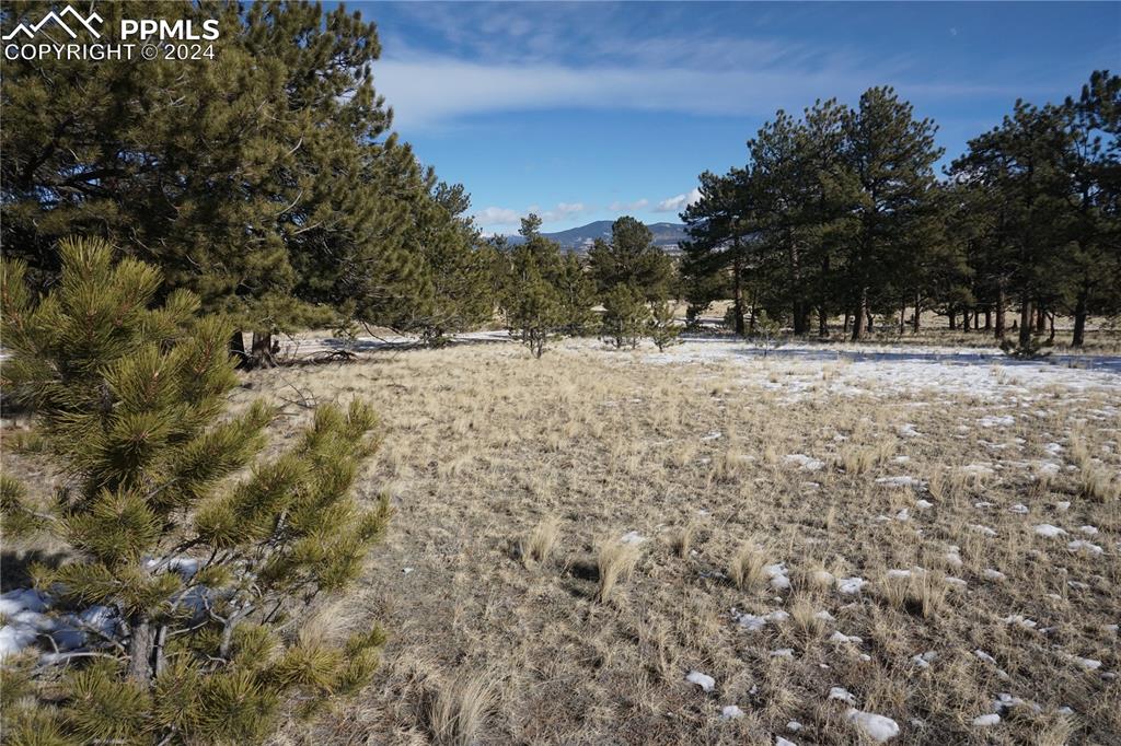 124 Boulder Road Hartsel, CO 80449 - Photo 4 of 12 a view of a yard with trees