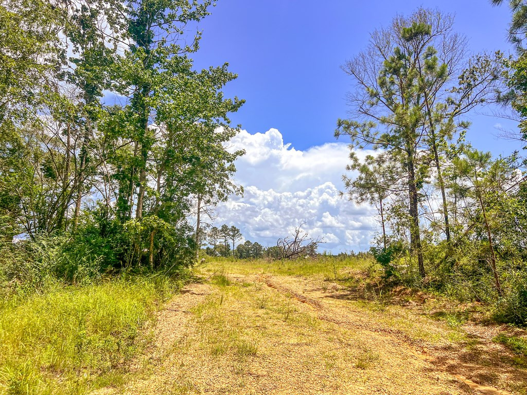 3320 Busy Corner Road Gloster, MS 39638 - Photo 17 of 29 Photo 17