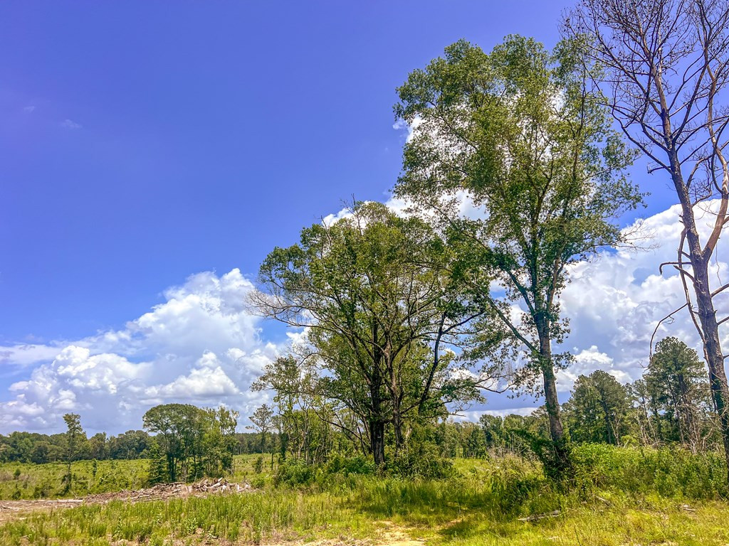 3320 Busy Corner Road Gloster, MS 39638 - Photo 19 of 29 Photo 19