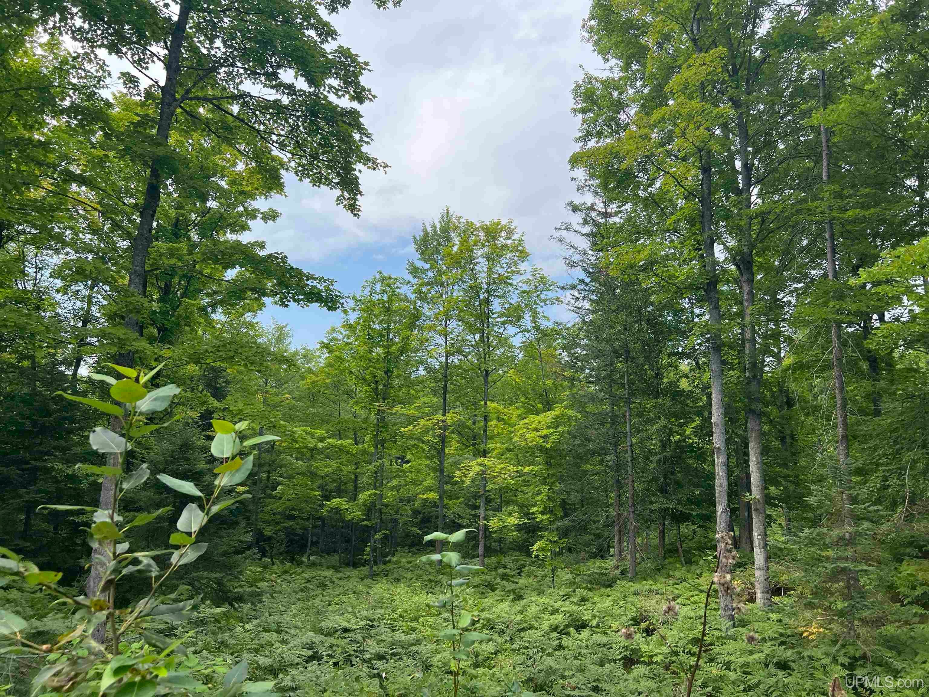 Tbd Camp Five Road Crystal Falls, MI 49920 - Photo 31 of 54 Gallery Image 31