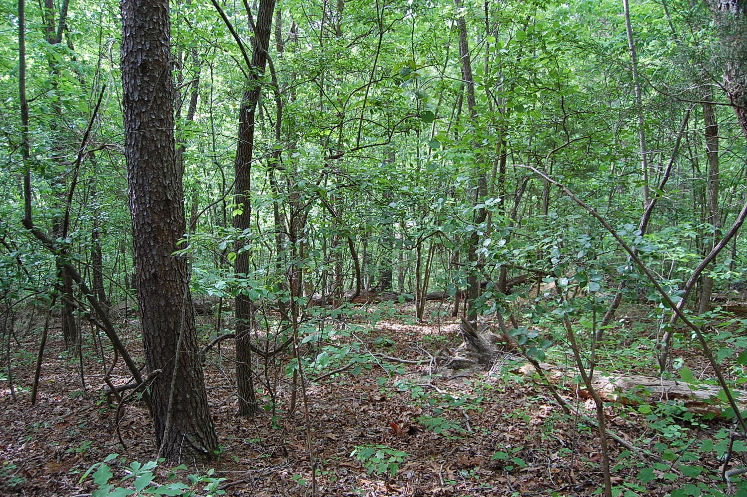 0 Carpenter Road Dunlap, TN 37327 - Photo 13 of 20 Gallery Image 13