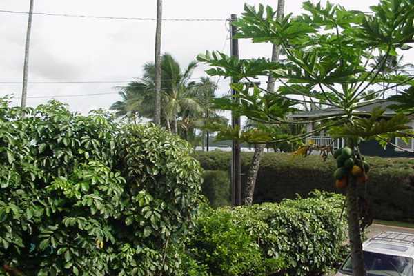 4386 Hee Road Hanalei, HI 96714 - Photo 17 of 28 a backyard of a house with lots of green space
