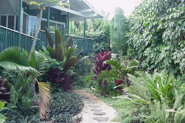 4386 Hee Road Hanalei, HI 96714 - Photo 3 of 28 a plant that is in front of a house
