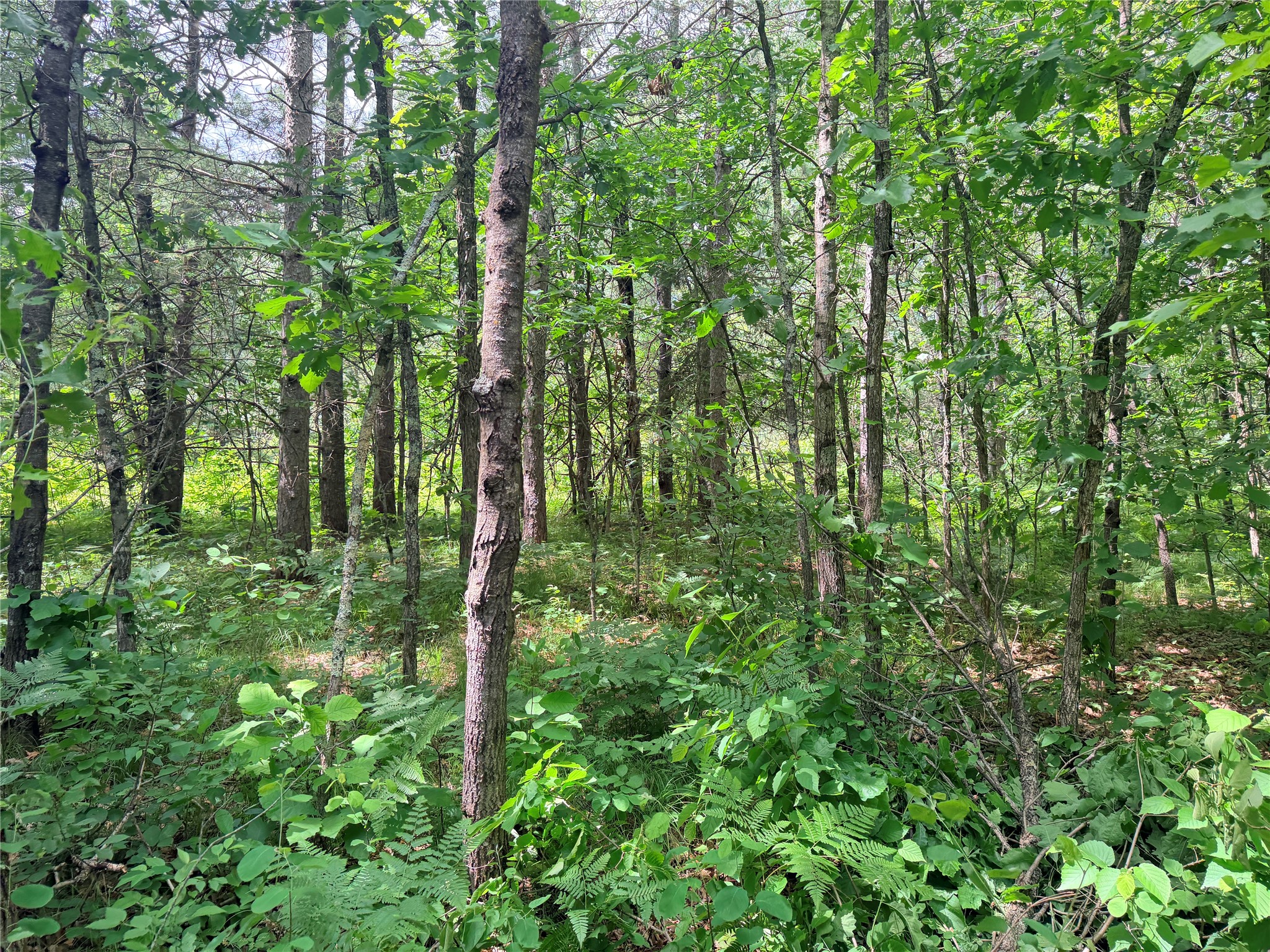 0 Peterson Road Ladysmith, WI 54848 - Photo 16 of 19