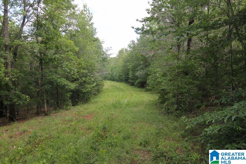 534 County Road, Unit 35± ACRES Woodland, AL 36280 - Photo 9 of 12