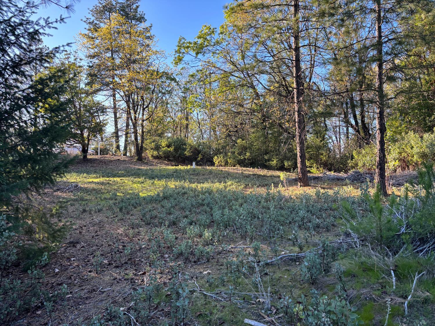 4110 Pine Mountain Road Foresthill, CA 95631 - Photo 1 of 10 a view of outdoor space with trees