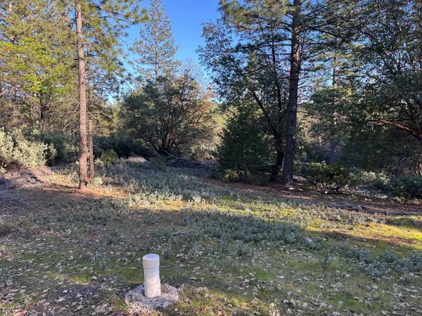 a view of a yard with a tree