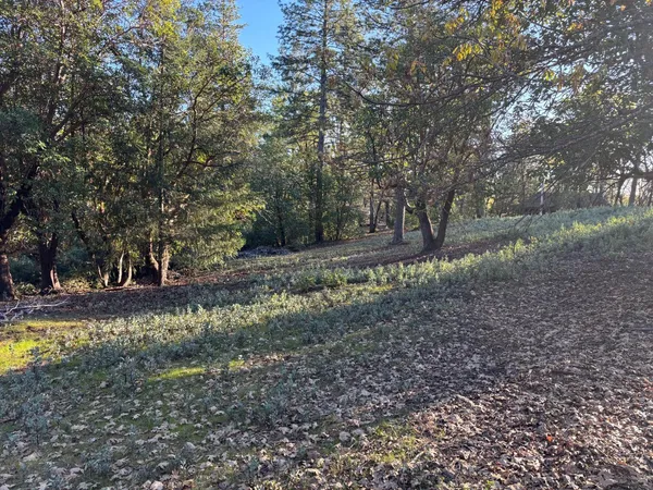 a view of a yard with trees
