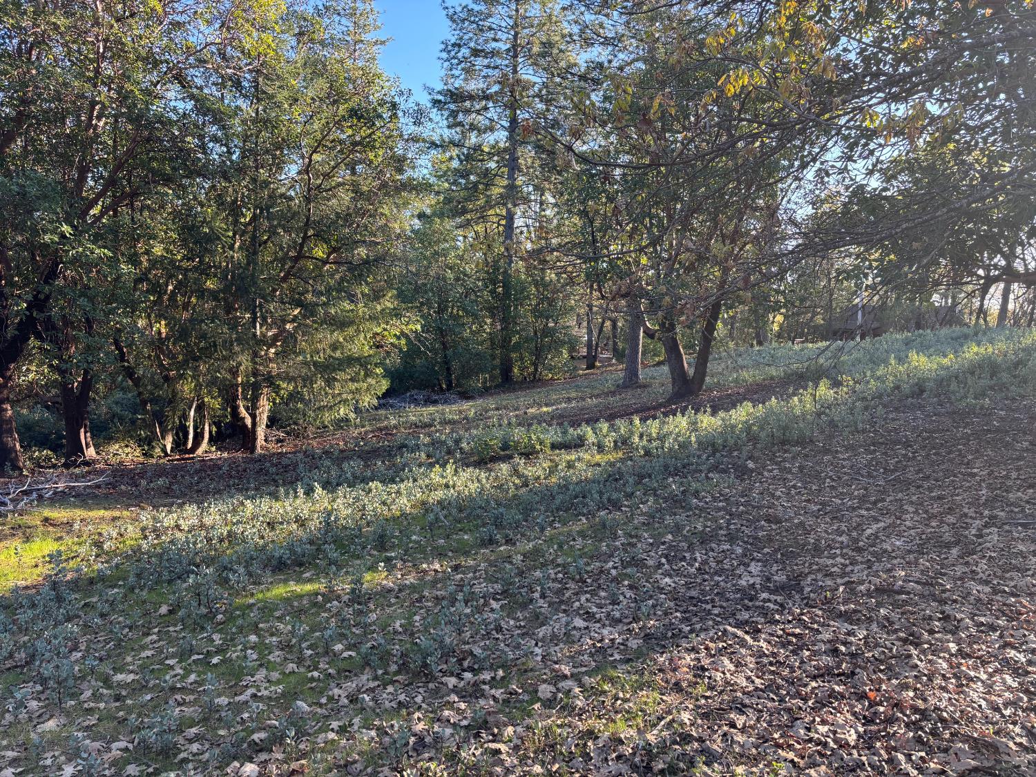 4110 Pine Mountain Road Foresthill, CA 95631 - Photo 3 of 10 a view of a yard with trees