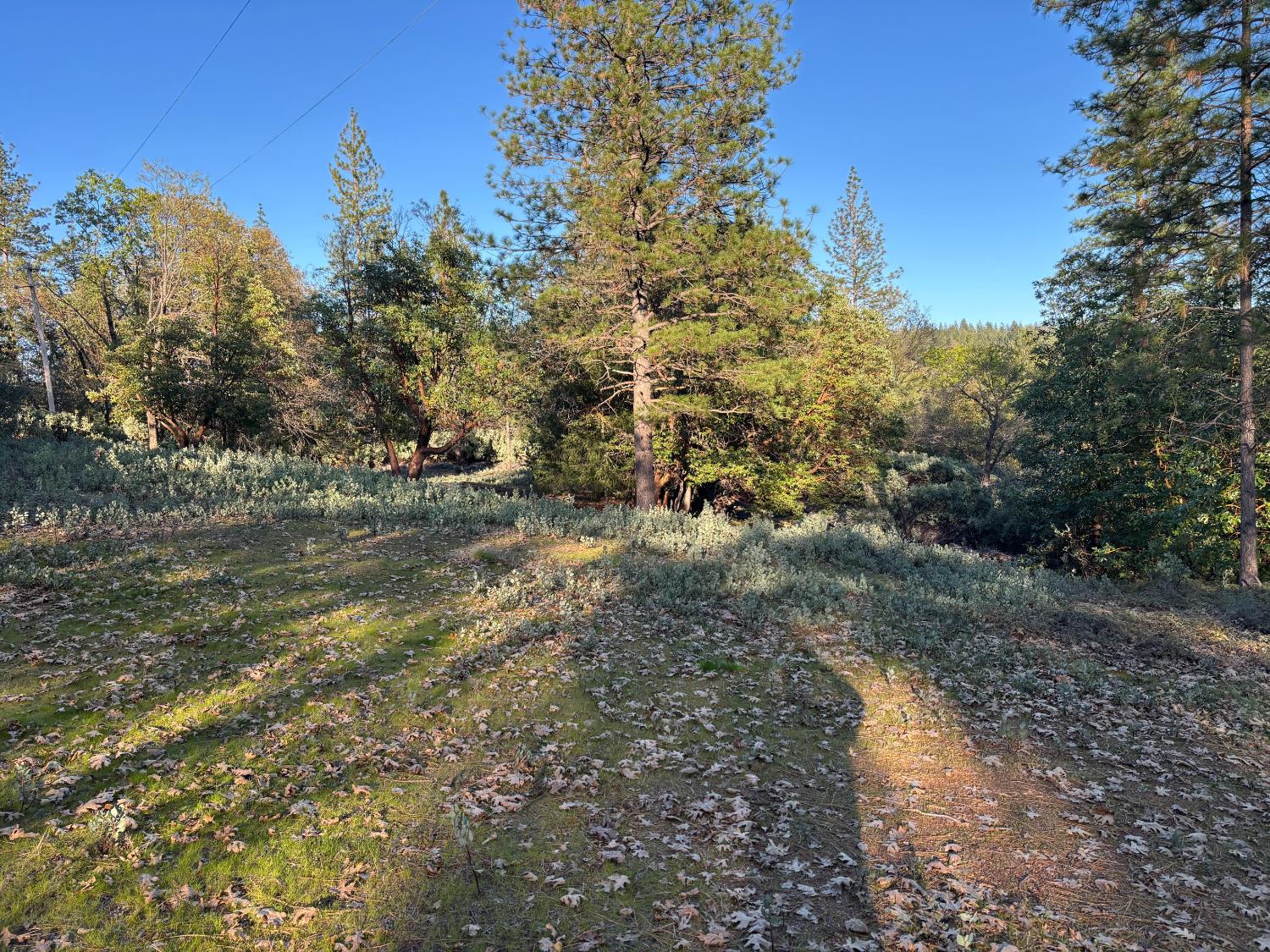 4110 Pine Mountain Road Foresthill, CA 95631 - Photo 4 of 10 a view of a yard with trees in the background