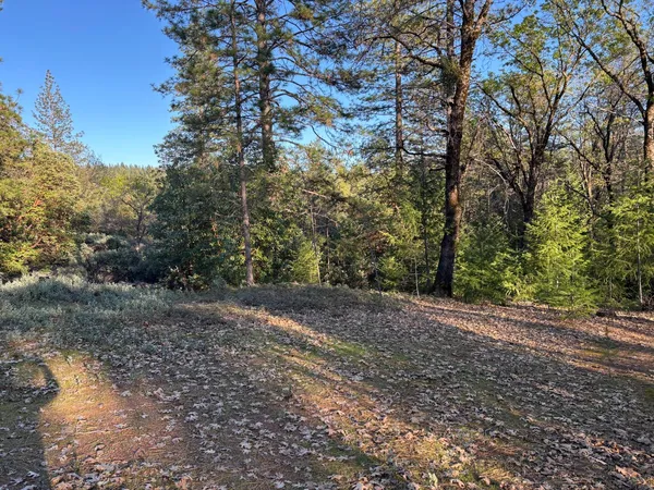 a view of a yard with large trees