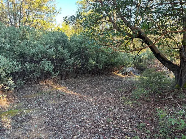 a view of a forest with trees in the background