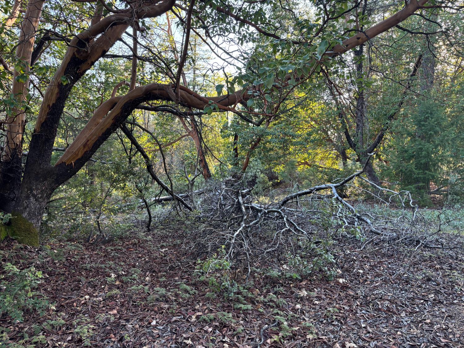 4110 Pine Mountain Road Foresthill, CA 95631 - Photo 8 of 10 a view of tree