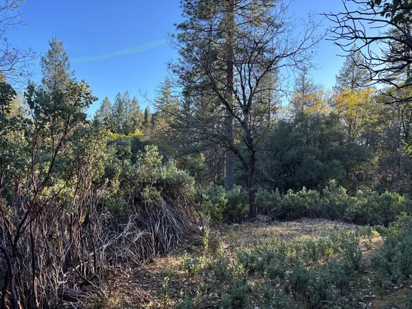 a view of a yard with a tree