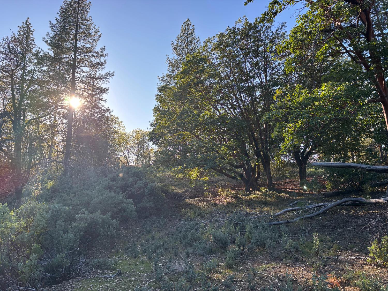 4110 Pine Mountain Road Foresthill, CA 95631 - Photo 10 of 10 a view of outdoor space and trees