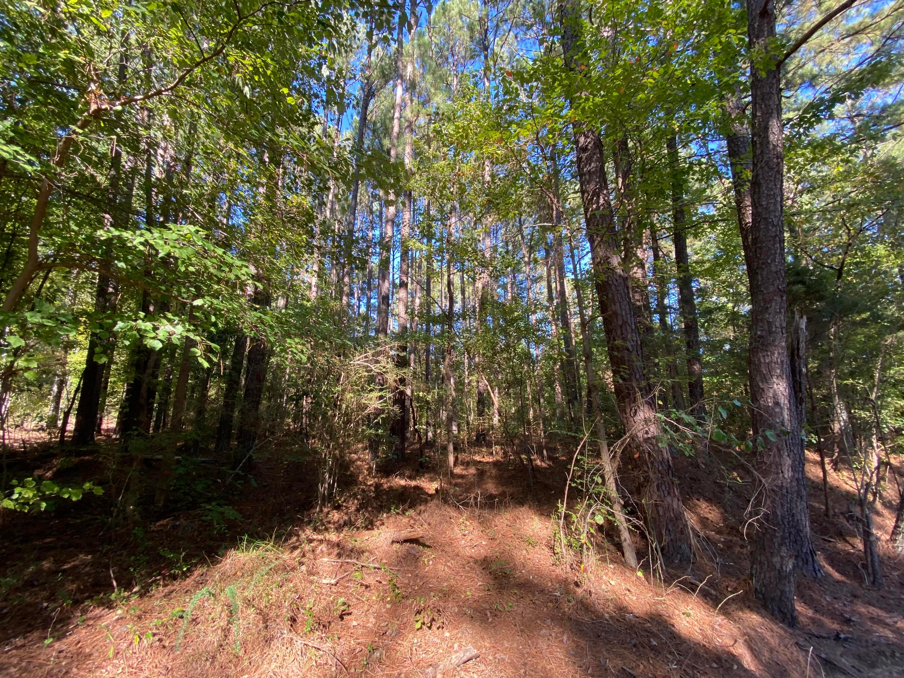 Hill Road Empire, AL 35063 - Photo 2 of 4 Gallery Image 2