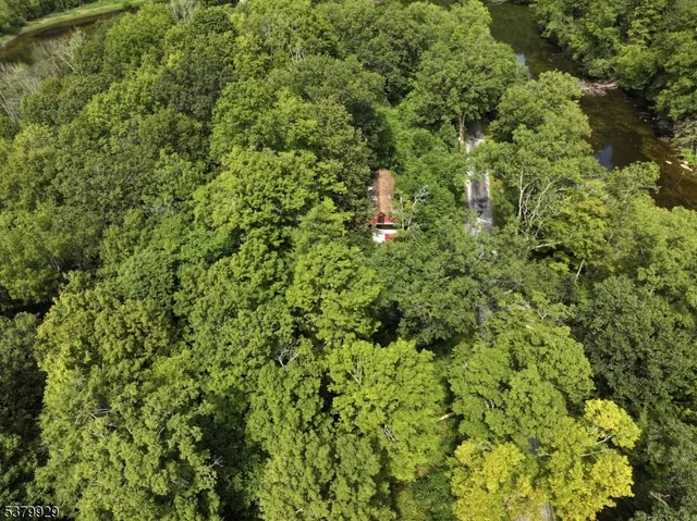 a view of a lush green forest with a tree