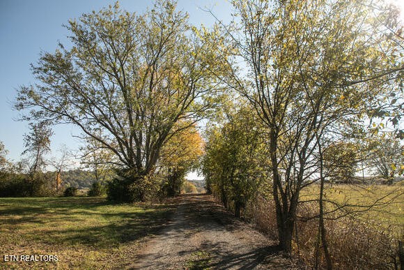 1735 Redwing Lane New Market, TN 37820 - Photo 21 of 33 a view of a yard with large trees