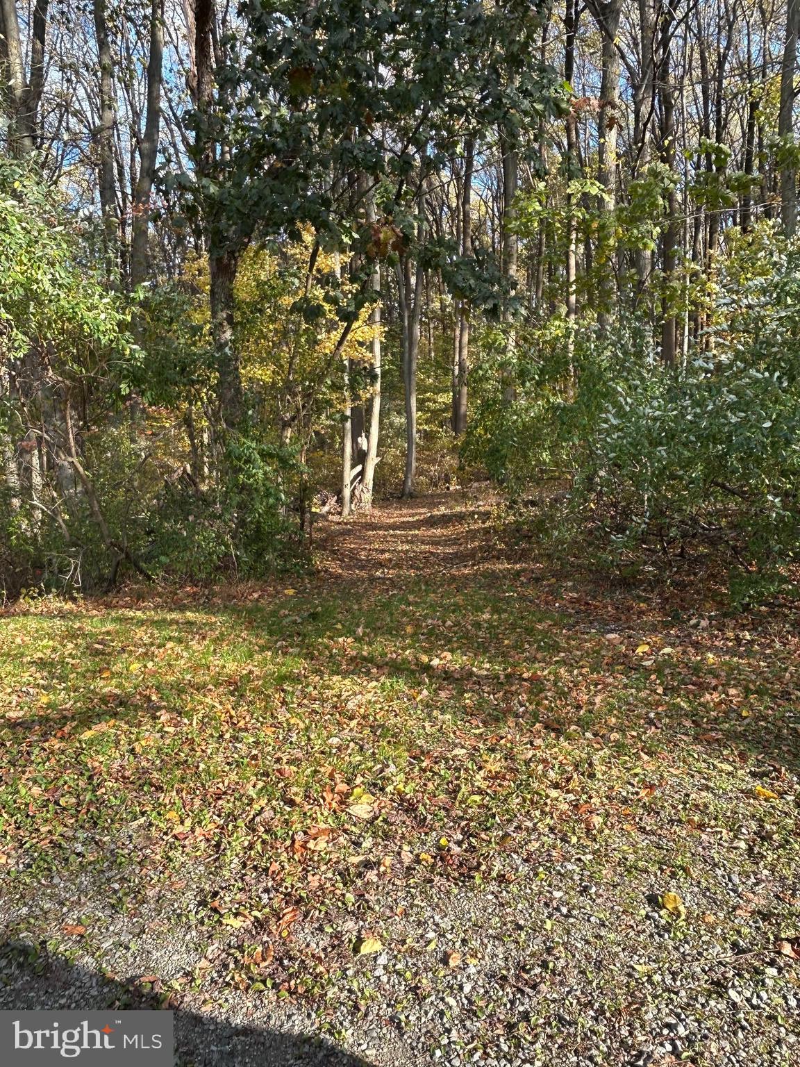 0 Bertolet School Road Spring City, PA 19475 - Photo 11 of 14 a view of yard with tree