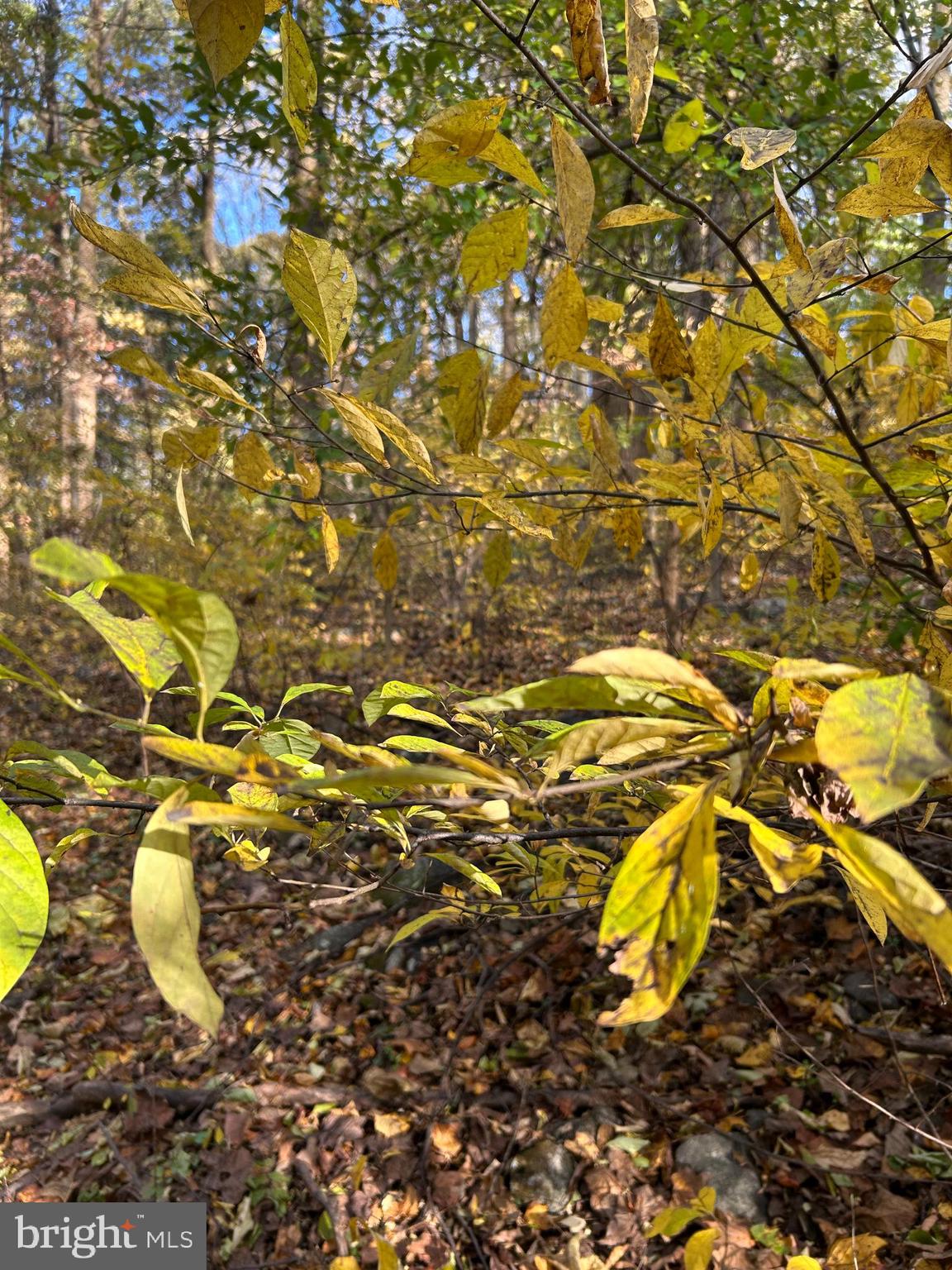 0 Bertolet School Road Spring City, PA 19475 - Photo 5 of 15
