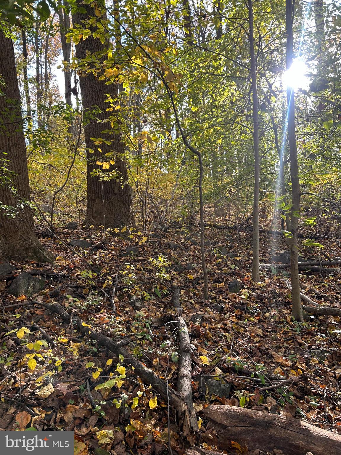 0 Bertolet School Road Spring City, PA 19475 - Photo 10 of 14 a view of a forest