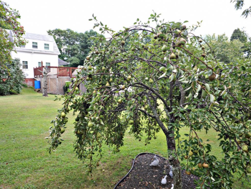 109 Main Street Atkinson, NH 03811 - Photo 28 of 28 Gallery Image 28