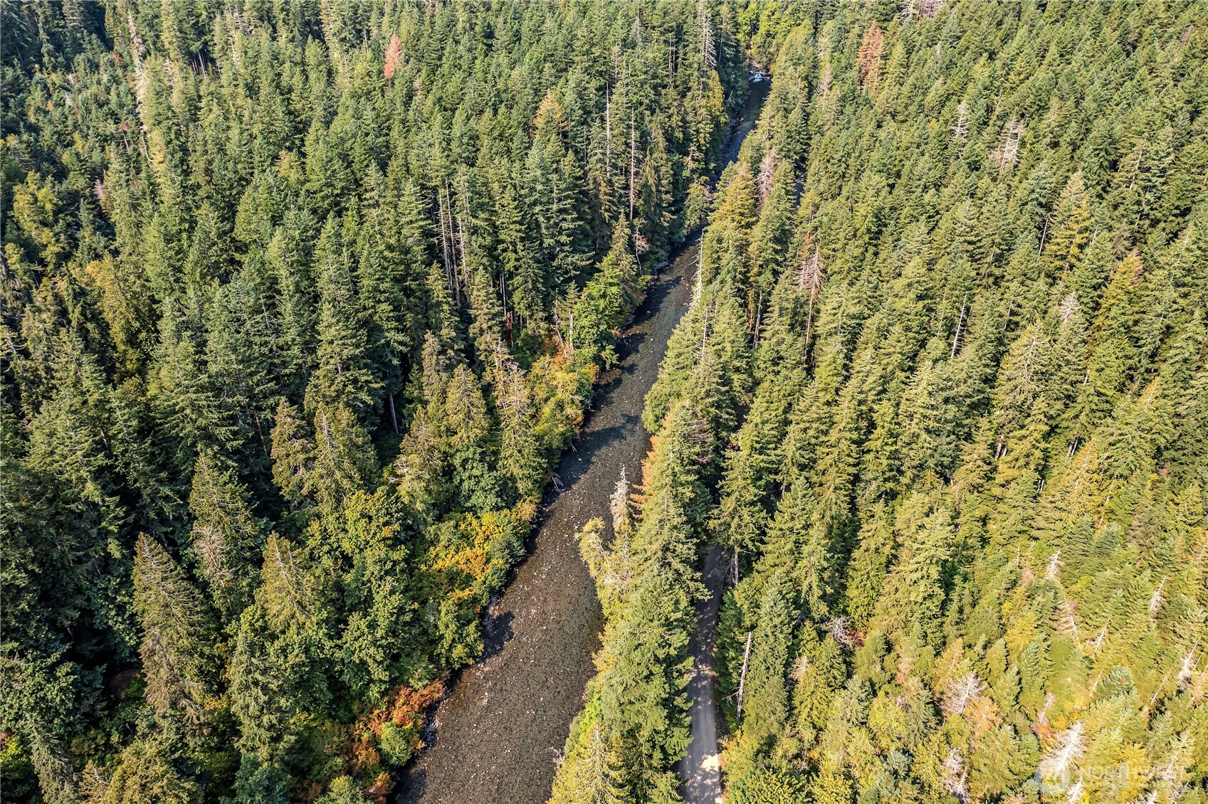 0 North Duckabush Road Brinnon, WA 98320 - Photo 15 of 29 a view of a forest with a tree