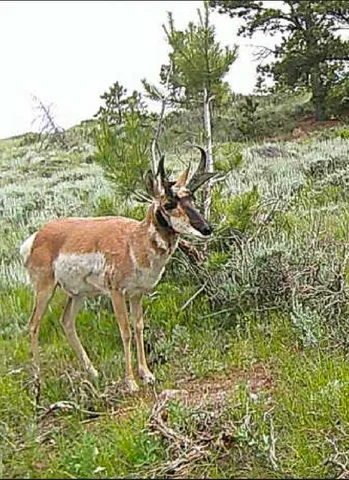 $245,000 | 1 Winchester Gap, Buford, WY 82052