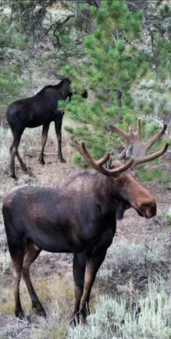 $245,000 | 1 Winchester Gap, Buford, WY 82052