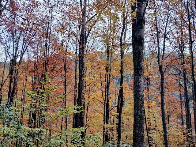 7871 Ivydale Road Ivydale, WV 25113 - Photo 46 of 48 Fall