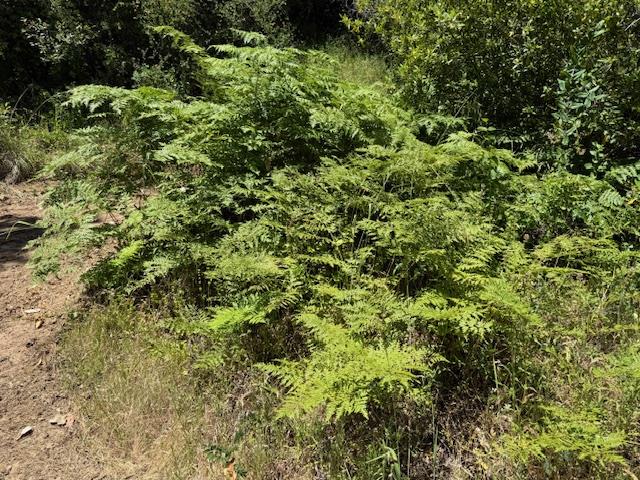 14056 Uvas Road Morgan Hill, CA 95037 - Photo 16 of 24