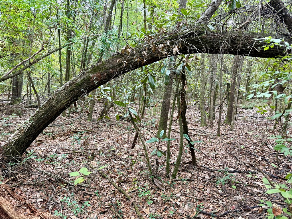 49-acres Mt Zion Road Gordon, AL 36343 - Photo 16 of 21
