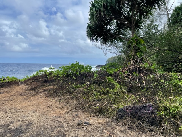 14-4792 Sadileck Road Pahoa, HI 96778 - Photo 21 of 30 a view of a yard with plants and a trees