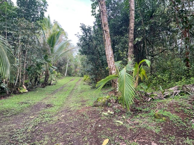14-4792 Sadileck Road Pahoa, HI 96778 - Photo 26 of 30 a view of a yard with large trees