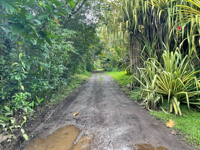 14-4792 Sadileck Road Pahoa, HI 96778 - Photo 28 of 30 a view of a yard with plants and large trees