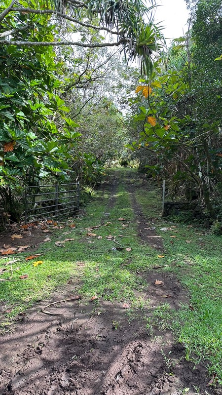 14-4792 Sadileck Road Pahoa, HI 96778 - Photo 29 of 30 a backyard of a house with lots of green space