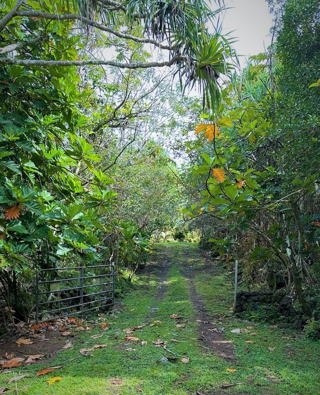 14-4792 Sadileck Road Pahoa, HI 96778 - Photo 3 of 30 a view of a garden from a lake