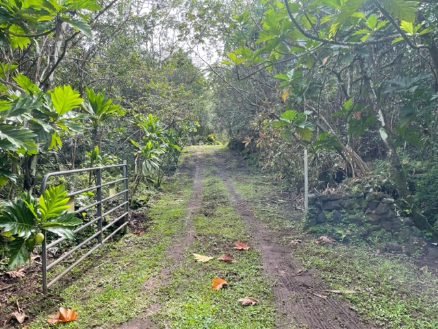 14-4792 Sadileck Road Pahoa, HI 96778 - Photo 9 of 30 a backyard of a house with lots of green space