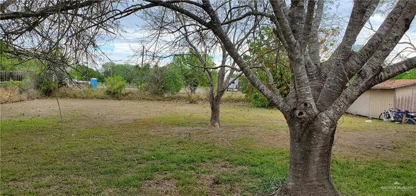 a big tree in middle of the garden