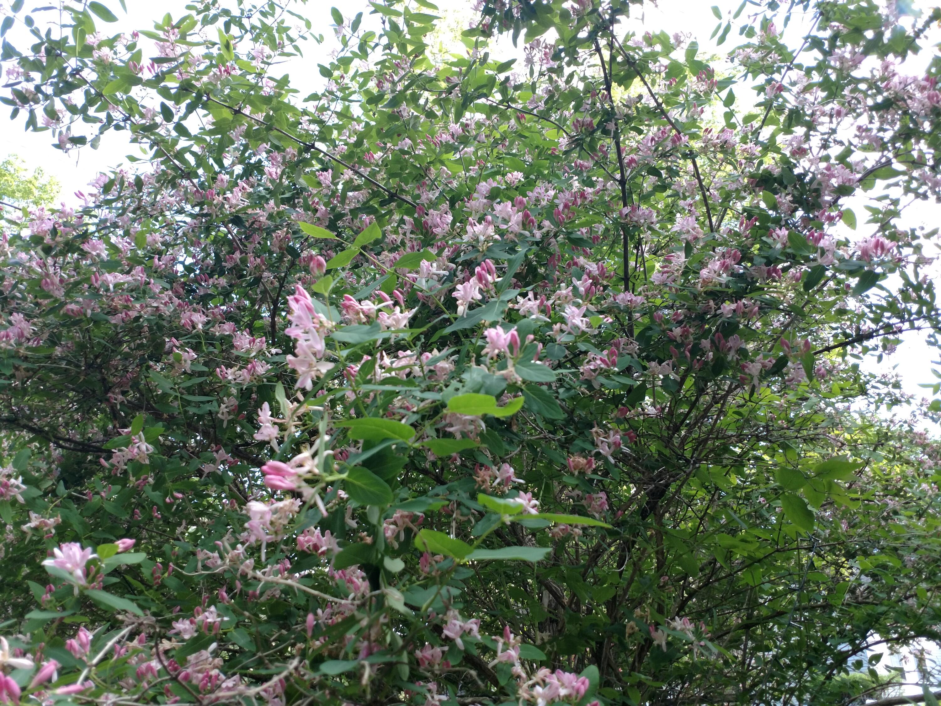 16 Mann Road Shapleigh, ME 04076 - Photo 43 of 52 16 Mann Road, Shapleigh