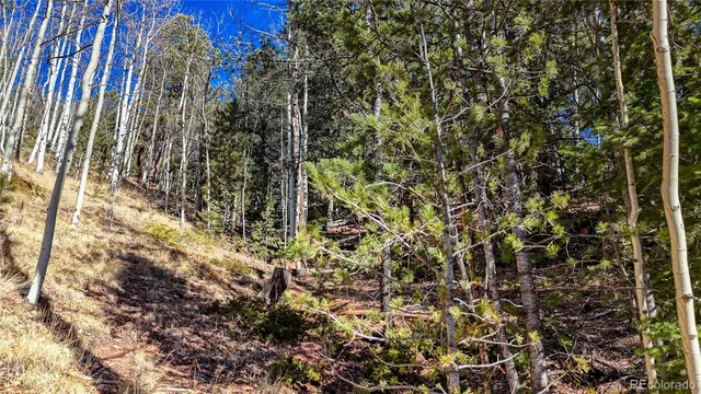 a view of a forest with a tree