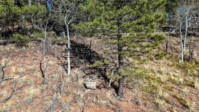a view of a yard with a tree