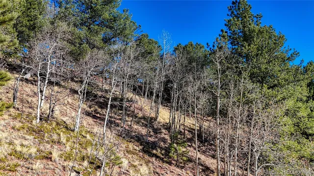 a view of a forest with a tree in the background